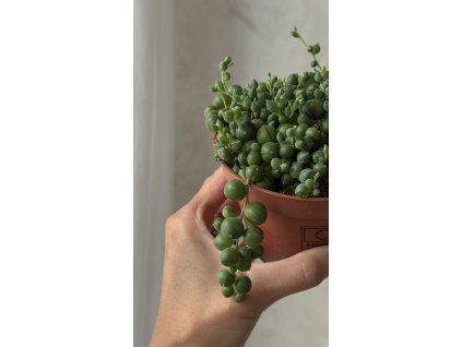 Senecio rowleyanus – sukulent korálků 🌿💚
