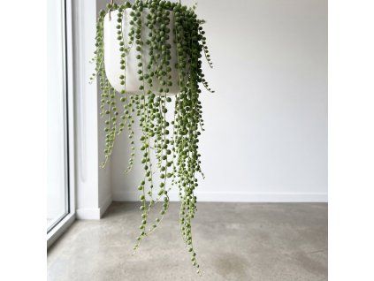 Senecio rowleyanus- starček