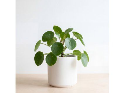 Sansevieria - Skylline