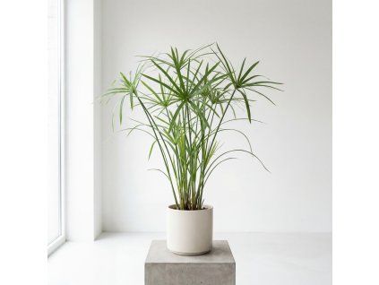 Cyperus haspan - šáchor