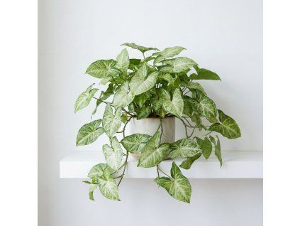 Syngonium podophyllum