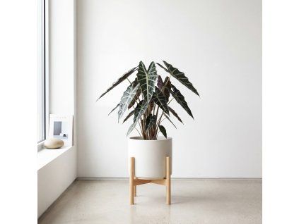 Alocasia - Polly
