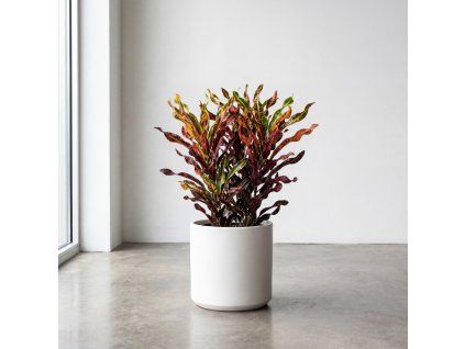 Codiaeum variegatum ‘Exclusiv’ – kroton