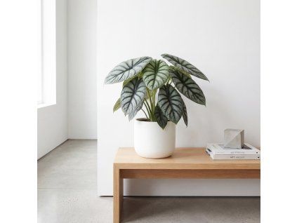 Alocasia - Dragon scale