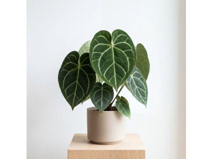 Anthurium clarinvervium