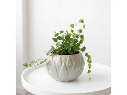 Ficus pumila - fíkus