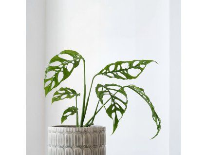 Monstera obliqua Peru