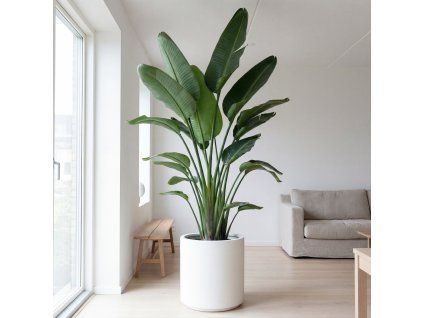 Strelitzia nicolai - 200 cm