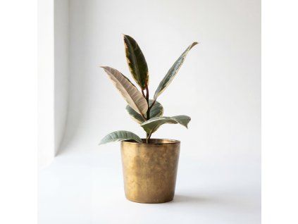 Fíkus elastica Tineke