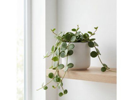 Peperomia hope