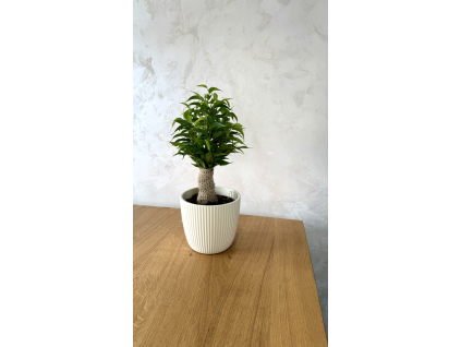Ficus benjamina ‘Natasja’