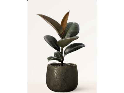 Ficus elastica ‘Abidjan’ 🌿🖤 | Gumovník s tmavými listy