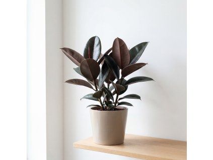 Ficus elastica ‘Abidjan’ – gumovník