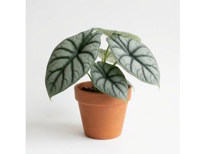 Alocasia - Grey dragon