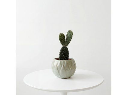 Opuntia
