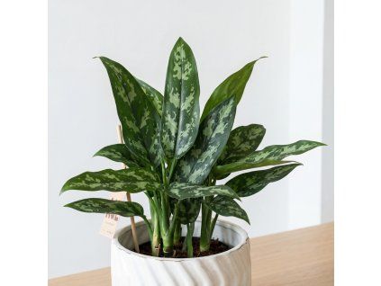 Aglaonema Maria
