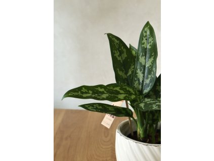 Aglaonema Maria