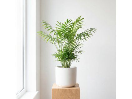 Chamaedorea elegans - horská palma