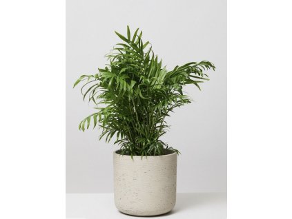 Chamaedora elegans - horská palma