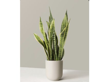 Sansevieria ‘Laurentii’