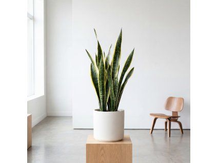 Sansevieria - Laurentii