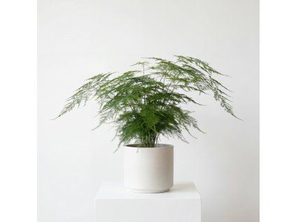 Asparagus
