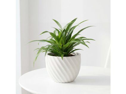 Chlorophytum comosum - Lemon - Zelenec