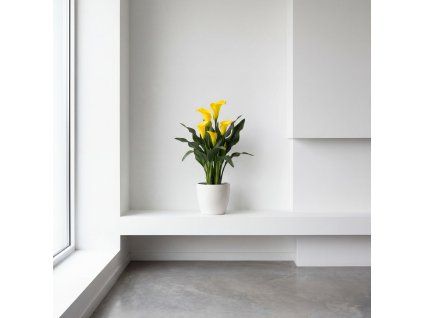 Kala - Zantedeschia