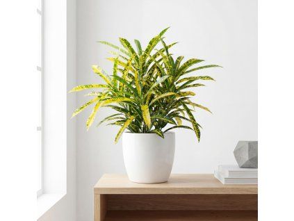 Codiaeum sunny star - Kroton