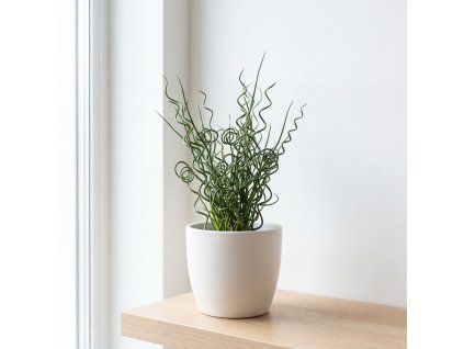 Sítina - Juncus spiralis