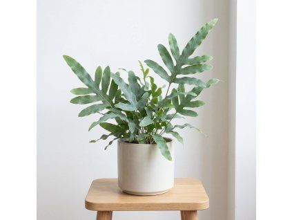 Phlebodium davana