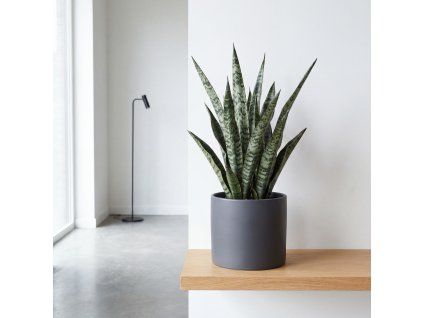 Sansevieria - Zeylanica