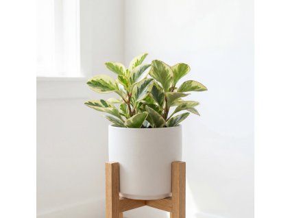 Peperomia obtusifolia variegata