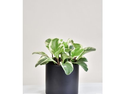 Peperomia obtusifolia variegata