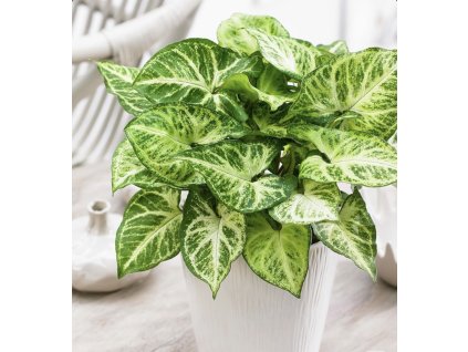 Snímek obrazovky 2026 01 12 v 17.12.58