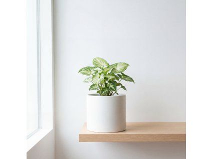 Syngonium pixie