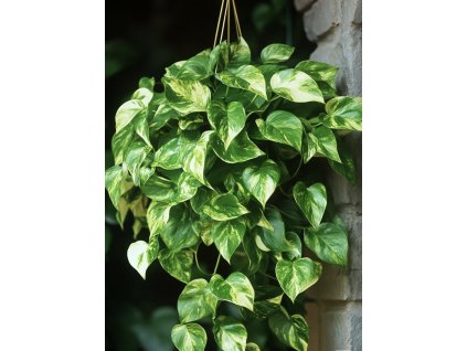 Snímek obrazovky 2026 01 12 v 17.18.28