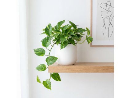 Epipremnum aureum - potos