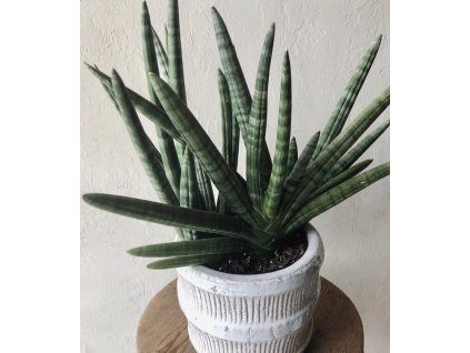 Snímek obrazovky 2026 01 12 v 17.27.45