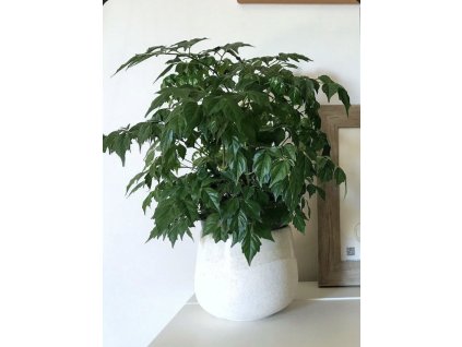 Snímek obrazovky 2026 01 12 v 17.35.32