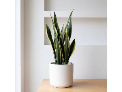 Sansevieria black gold