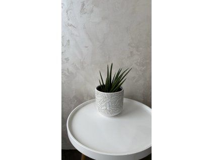 Sansevieria trifasciata – Tchynin jazyk 🌿