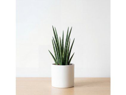Sansevieria - Trifasciata