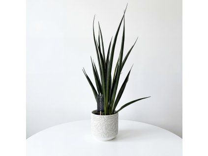 Sansevieria - Kirkii Friends
