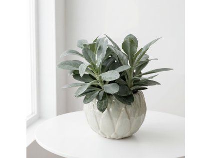 Senecio mountains
