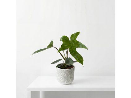 Philodendron green