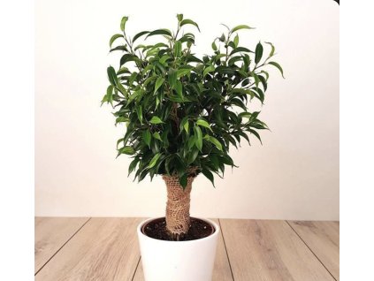 Ficus benjamina ‘Natasja’ 🌿 | Drobnolistý elegantní fíkus