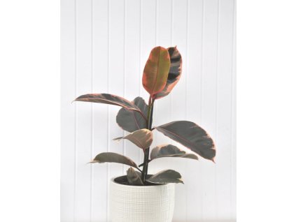 Ficus elastica ‘Belize’ | Panašovaný gumovník do interiéru