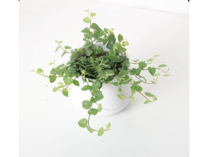 Ficus pumila  | Plazivý fíkus s drobnými lístky