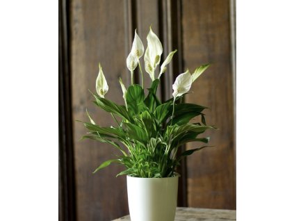 Lopatkovec – Spathiphyllum | Nenáročná kvetoucí pokojová rostlina